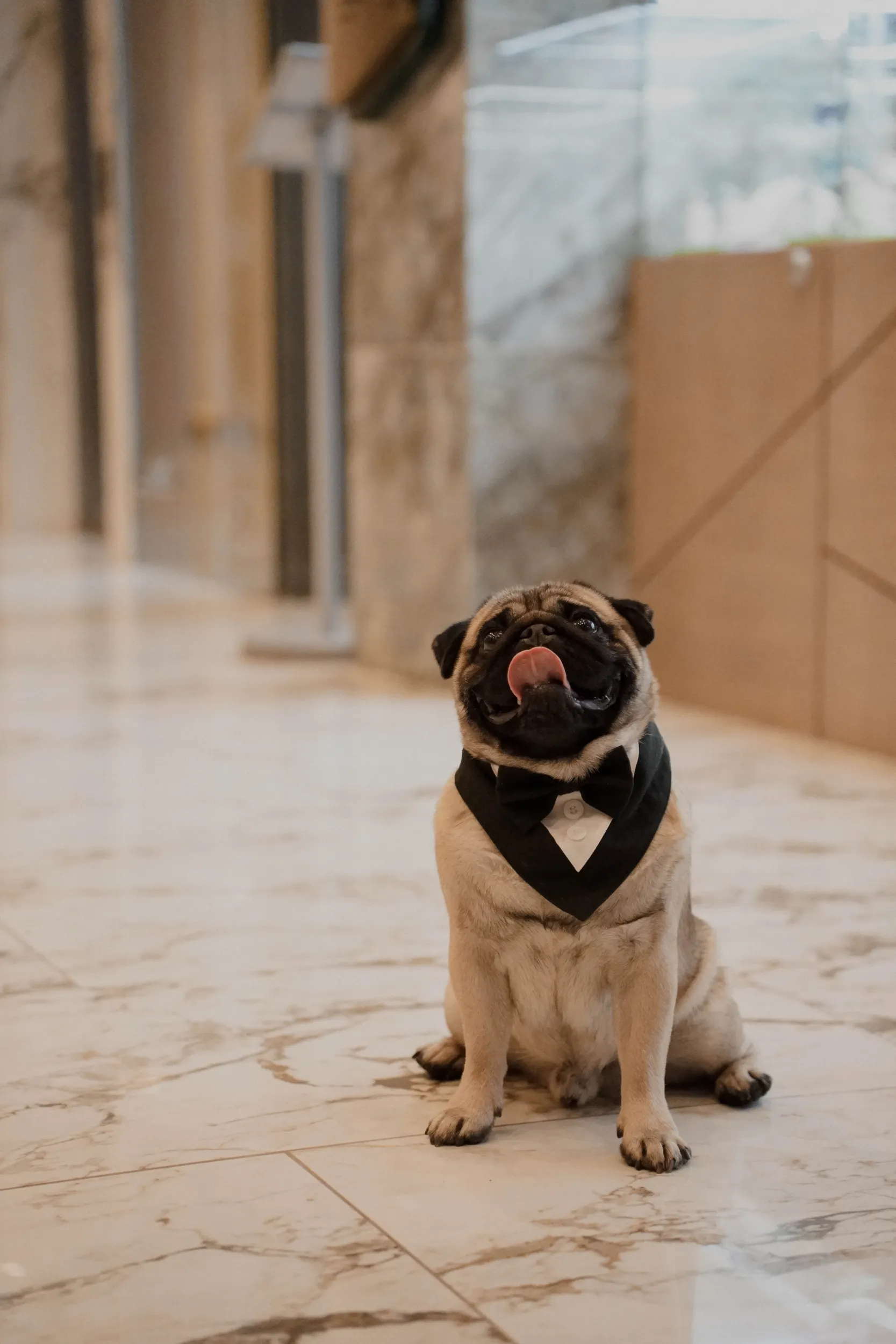 dog-img-bg-1